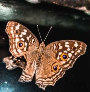 A close-up view of a butterfly with strikingly detailed brown wings adorned with intricate patterns and eye-like spots, resting delicately on a glossy dark surface. The butterfly's natural beauty is highlighted by its symmetrical wing design, showcasing nature's 
artistry. The dark background contrasts with the butterfly’s warm tones, emphasizing its elegance and delicate form, creating a serene and captivating visual of this remarkable creature in its natural grace.