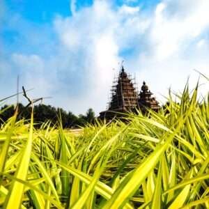 This photograph features the historic Mahabalipuram temple in the background, framed by lush green and yellow foliage in the foreground. The contrast in the hues of the blue sky, the ancient temple and green leaves create a visual interplay of colour and texture.