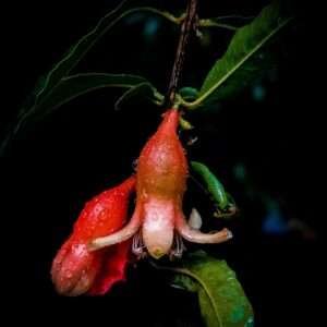 This image captures a vibrant, dew-covered pomegranate flower against a dark, contrasting background. The surrounding green leaves add depth and balance to the composition while the flower's soft orange-red petals and intricate structures create a sense of freshness and vitality.