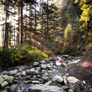 This photograph showcases the enchanting beauty of nature. A gentle stream winds its way through rocks adding movement and sound to the tranquil setting. Sunlight filters through the tall evergreen trees, creating ethereal beams that highlight the rich greenery and dappled forest floor.