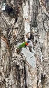 A colourful guest on an ancient tree.