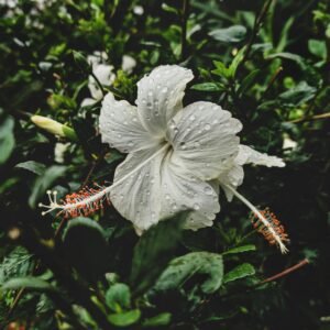 A close-up of a white hibiscus flower with dew drops on its petals, surrounded by green leaves.