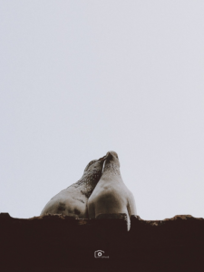 Ansar Ck | Disability – Person with speech and hearing impairment | Malappuram – India