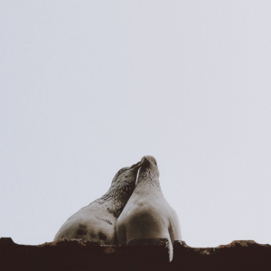 Two seals leaning toward each other on a rocky surface against a pale sky.