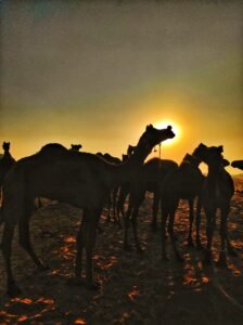 Silhouettes of camels standing together at sunset, with the sun glowing behind them.