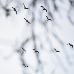 A flock of birds flying across a pale sky with blurred tree branches in the foreground.