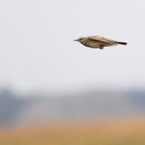 A small brown bird captured mid-flight against a blurred background of sky and fields.