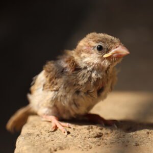 A small brown sparrow perched on a stone surface, lit by warm sunlight.
