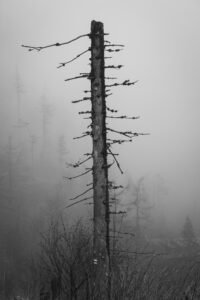 Lost in the mist by  Lucia Zakopčanová -  Global Ability Photography Challenge 