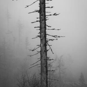 A leafless tree standing tall in a foggy forest, with mist obscuring the background.