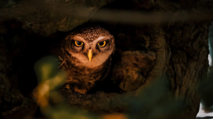 R.P Dhinesh | Disability – Person with speech and hearing impairment | India