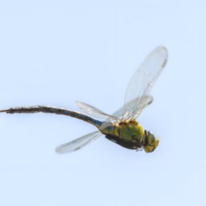A close-up of a dragonfly in flight against a pale blue sky.