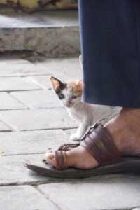 Musaif Ali Ansari | Disability – Person with Speech and Hearing Impairment | India