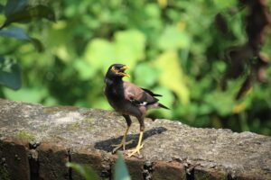 Narendra Gehlot | Disability – Person with Speech and Hearing Impairment | India