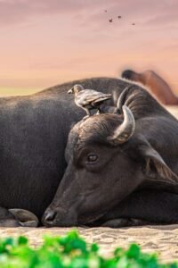 Sathish Kumar V | Disability – Person with speech and hearing impairment | India