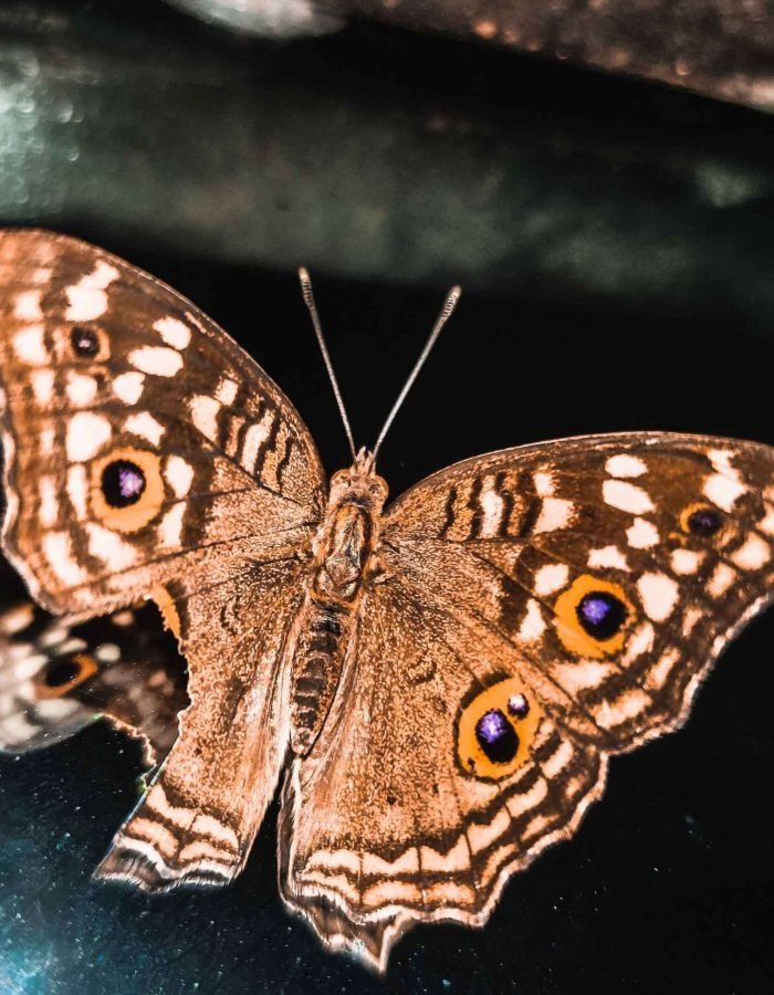 A close-up view of a butterfly with strikingly detailed brown wings adorned with intricate patterns and eye-like spots, resting delicately on a glossy dark surface. The butterfly's natural beauty is highlighted by its symmetrical wing design, showcasing nature's 
artistry. The dark background contrasts with the butterfly’s warm tones, emphasizing its elegance and delicate form, creating a serene and captivating visual of this remarkable creature in its natural grace.