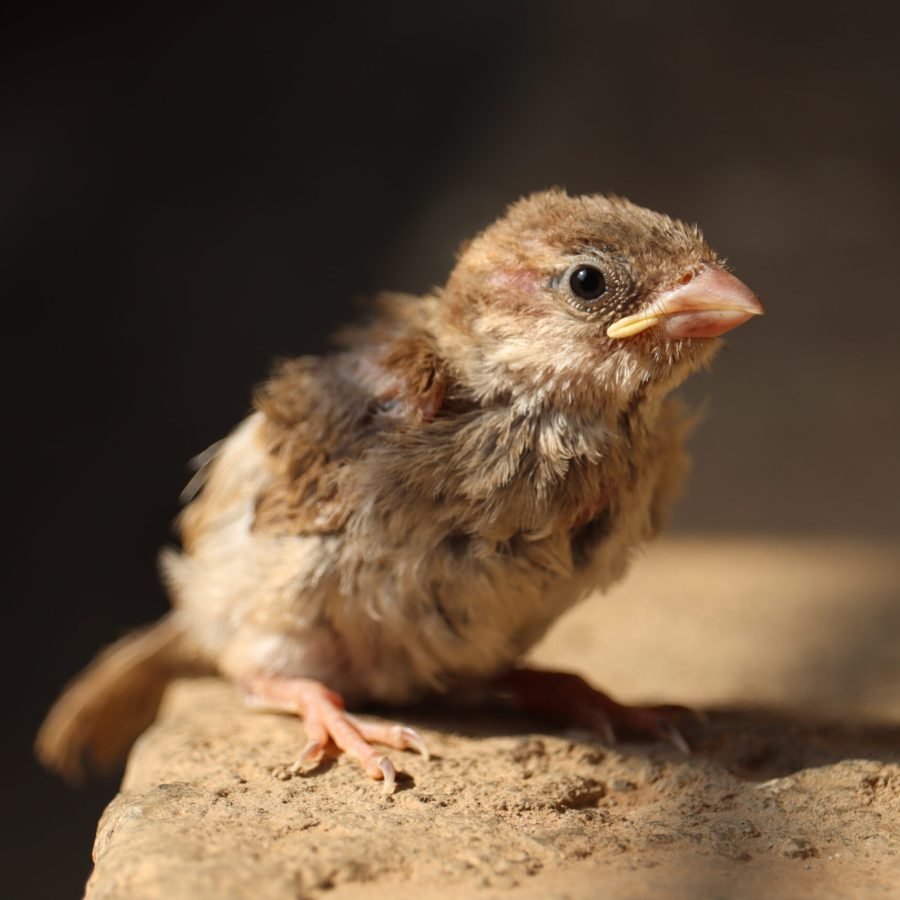  Just a tiny fledgling discovering the world by Mahesh Kulkarni -  Global Ability Photography Challenge 
