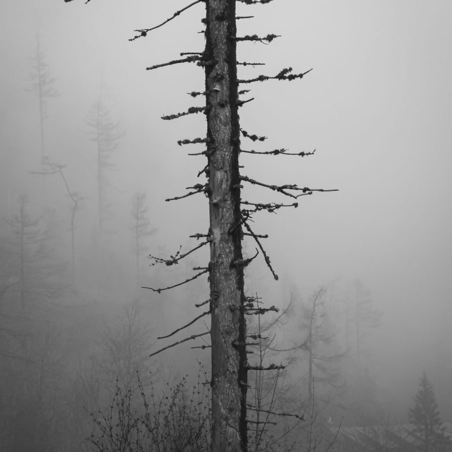 Lost in the mist by  Lucia Zakopčanová -  Global Ability Photography Challenge 