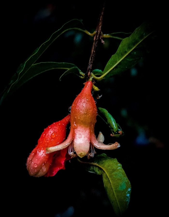 Raindrops on petals, a quiet reminder of life’s delicate beauty