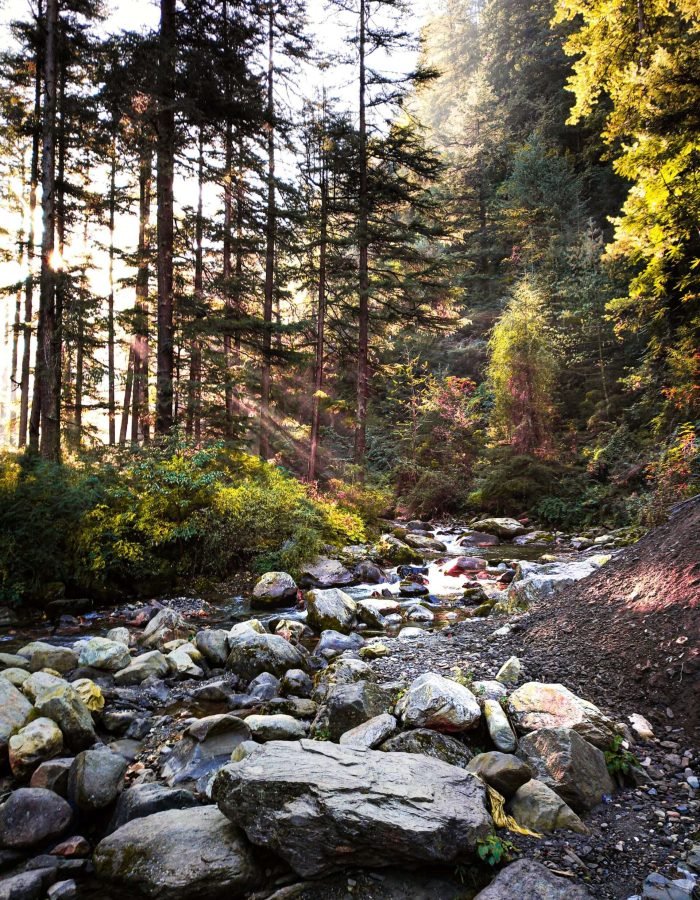 Whispers of the forest and melodies of the stream – where nature’s symphony never fades