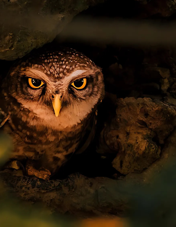 R.P Dhinesh | Disability – Person with speech and hearing impairment | India