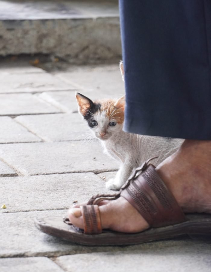 Musaif Ali Ansari | Disability – Person with Speech and Hearing Impairment | India