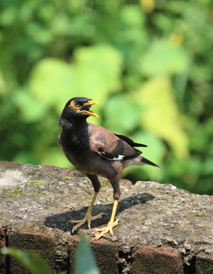 Narendra Gehlot | Disability – Person with Speech and Hearing Impairment | India