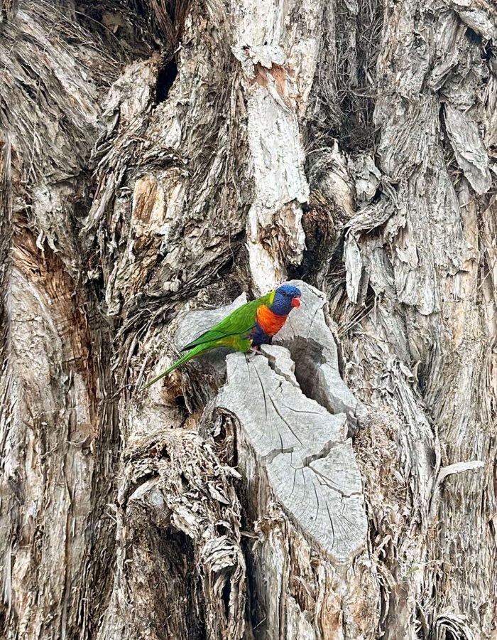 A colourful guest on an ancient tree.