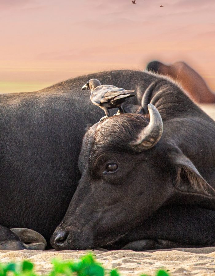 Sathish Kumar V | Disability – Person with speech and hearing impairment | India